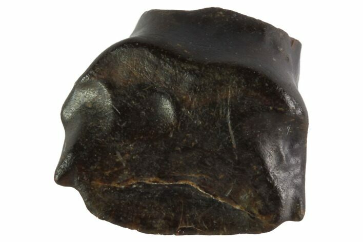Fossil Ankylosaur Tooth - Montana #97495